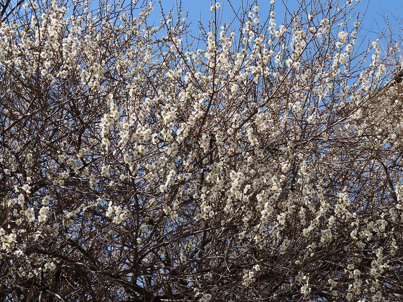 白梅の花も満開です