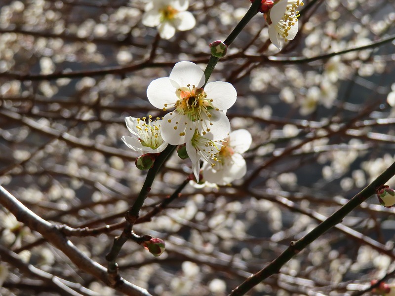 梅の花のドアップ、香りが届きますか?