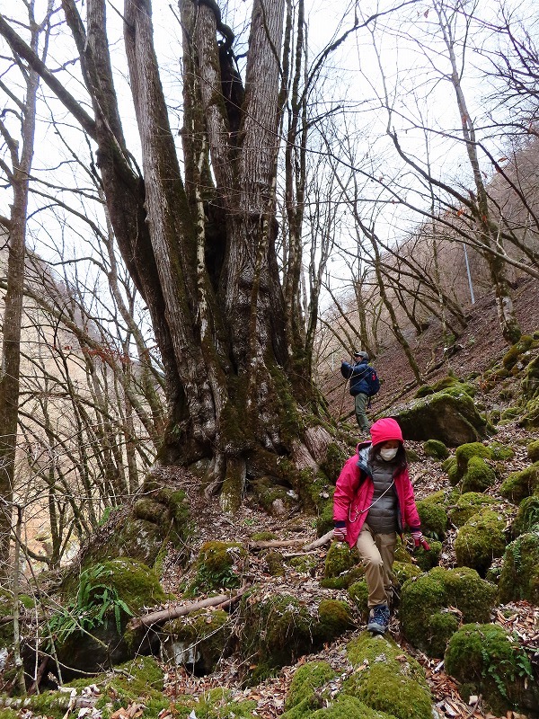 ガニ沢出合のカツラ